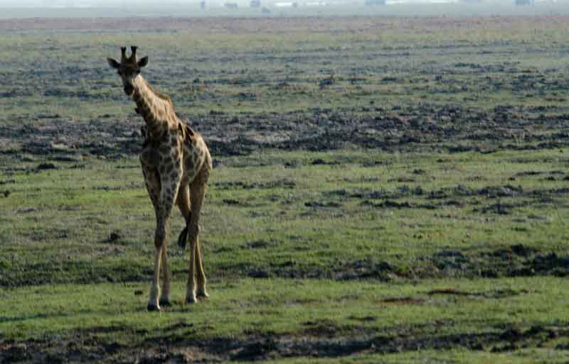 98 - Botswana - jirafa - parque nacional de Chobe